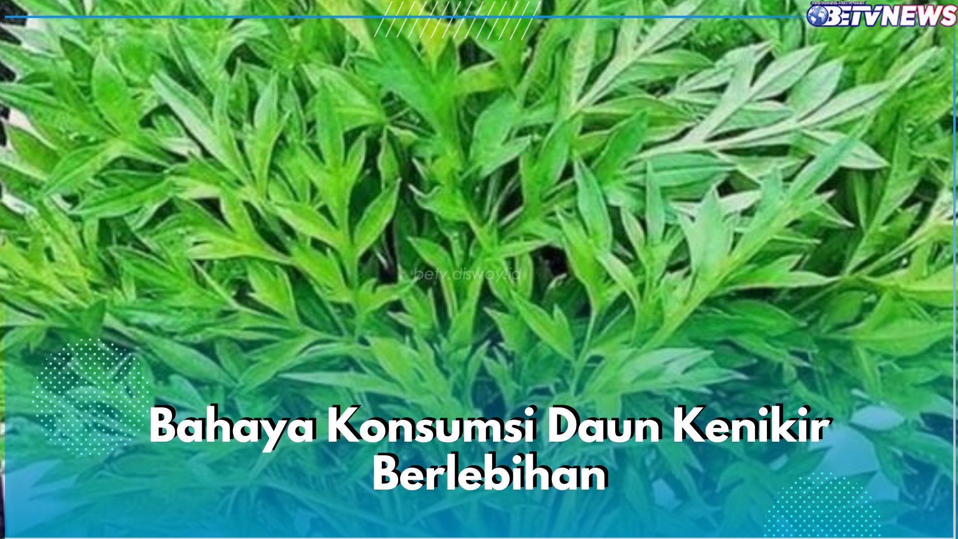 Catat! Ini 5 Bahaya Konsumsi Daun Kenikir Berlebihan, Konsumsi Secukupnya