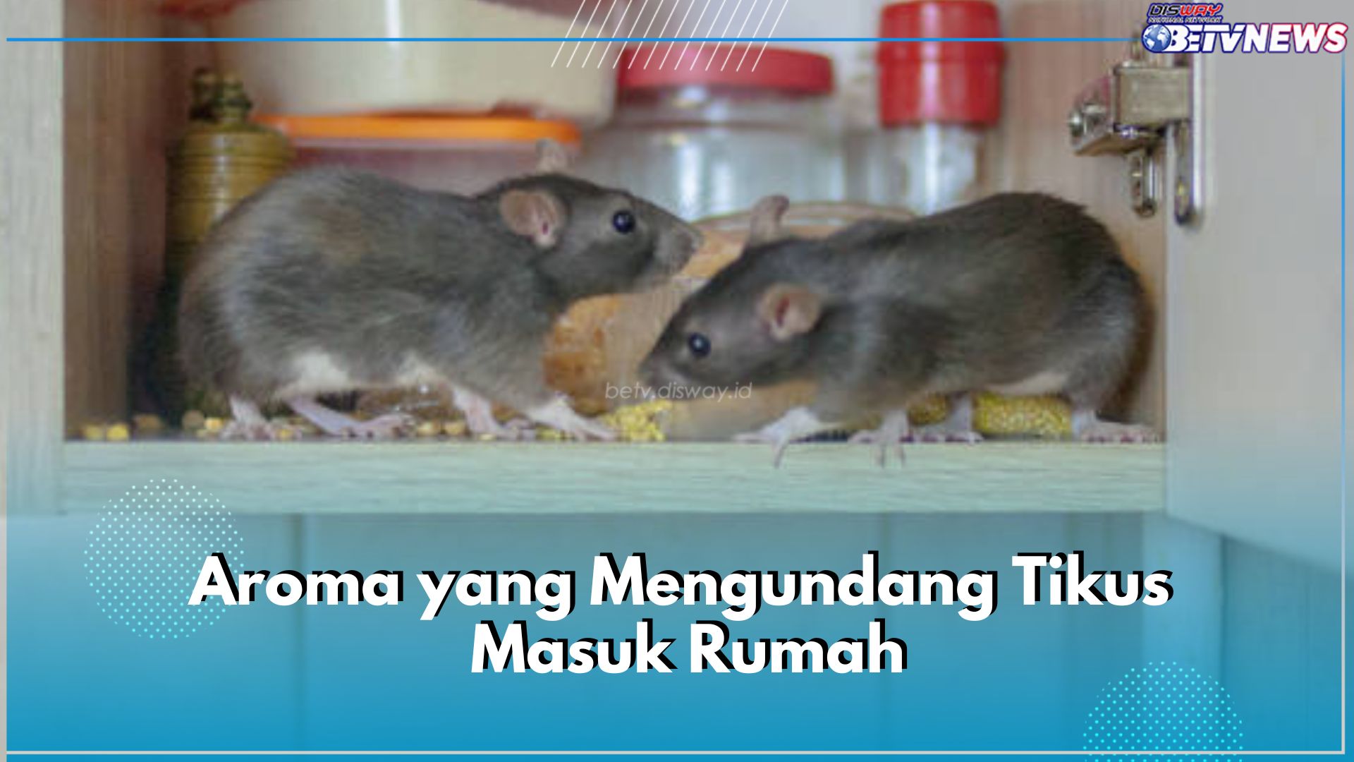 Wajib Tahu! 5 Aroma Ini Bisa Undang Tikus Masuk Rumah, Salah Satunya Aroma Lembap