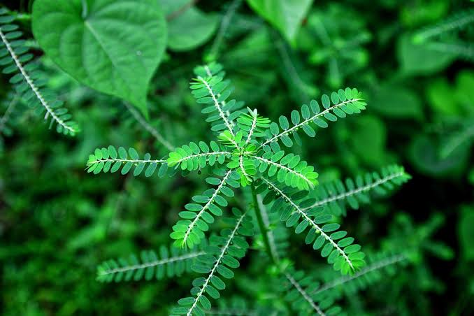 Hati-hati! Mengonsumsi Daun Meniran Secara Berlebihan Dapat Menimbulkan 6 Efek Samping Ini