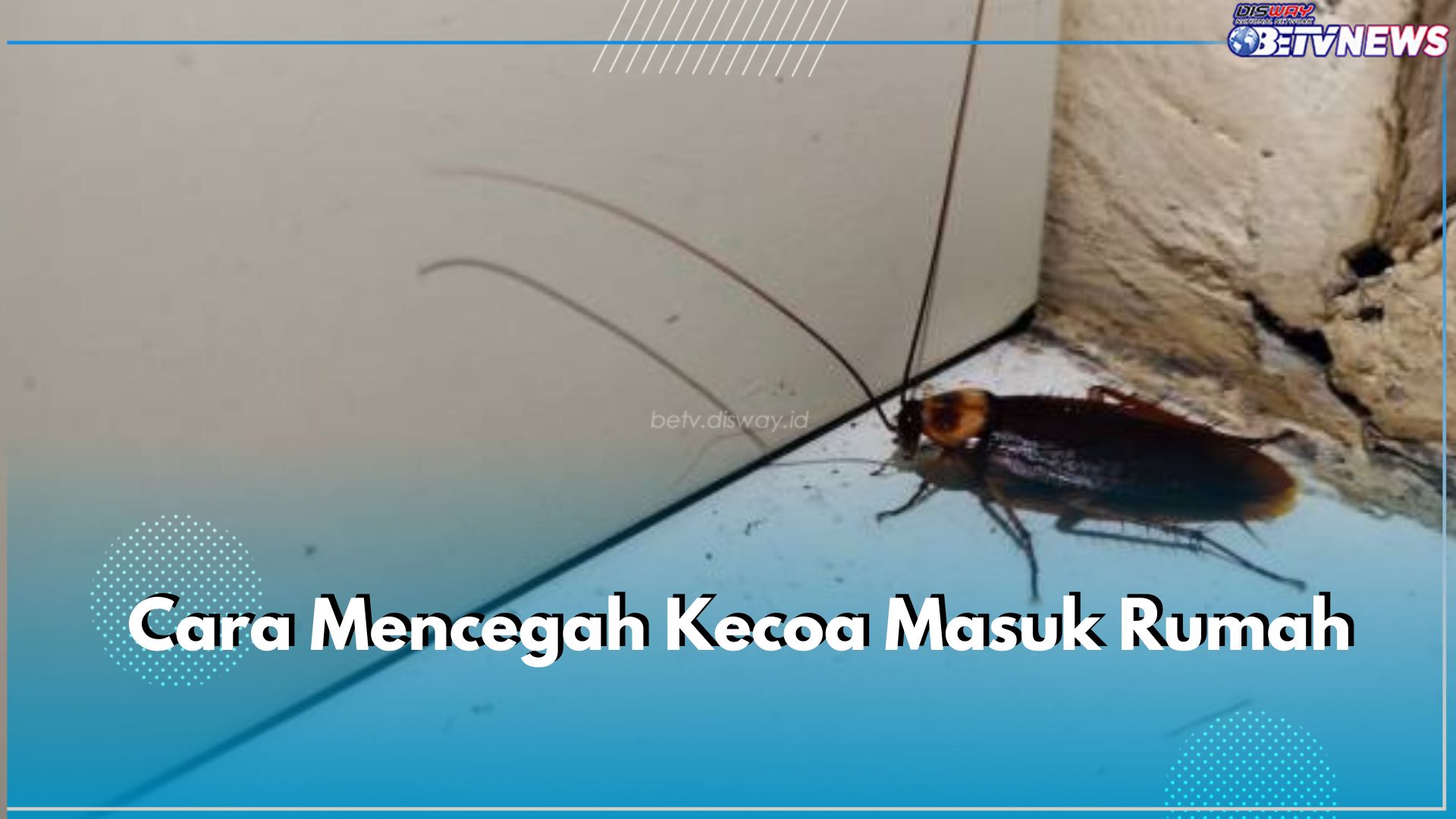 Ini 6 Cara Cegah Kecoa Masuk Rumah, Paling Penting Jaga Kebersihan