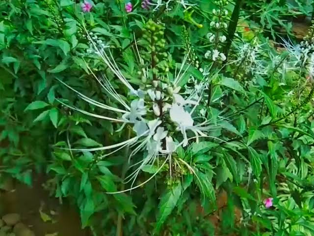 5 Daftar Manfaat Air Rebusan Kumis Kucing bagi Kesehatan, Salah Satunya Ampuh Mengatasi Masalah Ginjal