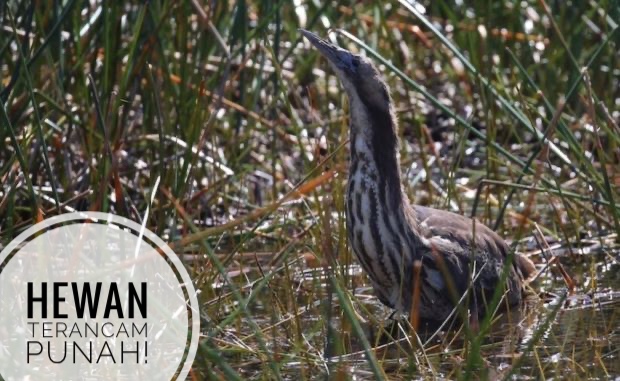 Terancam Punah, Auman Burung Bittern Terdengar Kembali di New South Wales