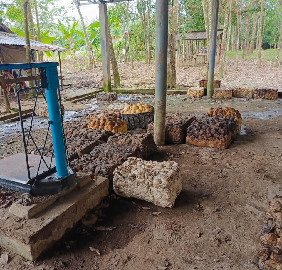 Petani Lesu, Harga Karet di Seluma Kembali Turun Jadi Rp9.000 per Kg