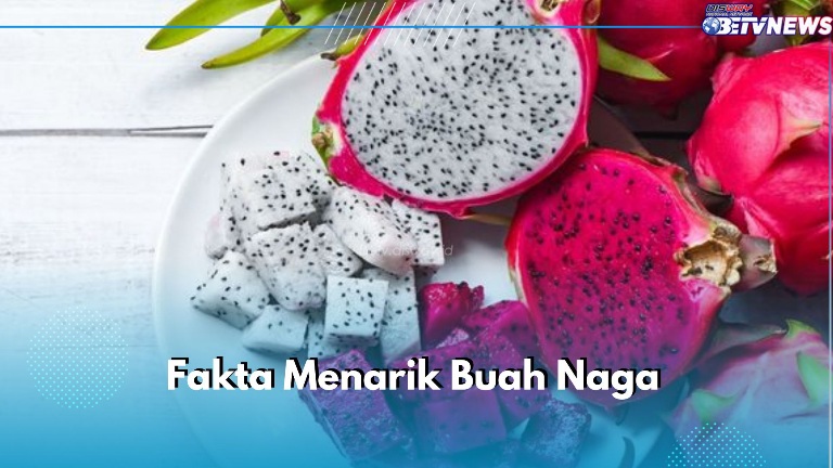 Sederet Fakta Buah Naga yang Menarik untuk Diketahui, Cek di Sini!