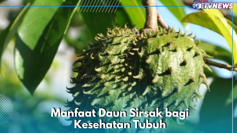 Daun Sirsak Ampuh Menurunkan Diabetes, Ini Manfaat Lengkapnya bagi Kesehatan