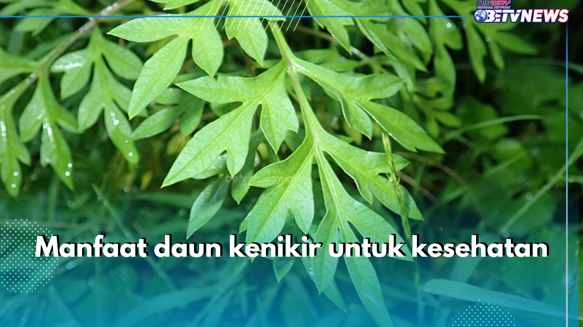 7 Manfaat Tak Terduga Daun Kenikir untuk Kesehatan, Bisa Jaga Kesehatan Tulang