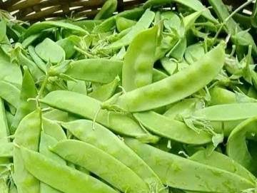 Jangan Remehkan Manfaat Kacang Kapri untuk kecantikan, dari Kulit wajah hingga Kuku, cek di Sini!