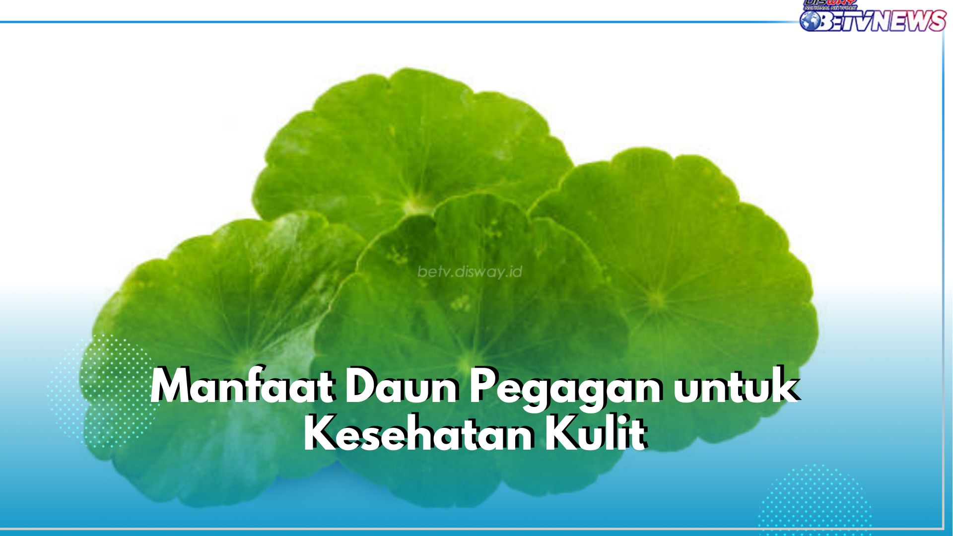 Ampuh Halau Penuaan Dini, Ini Sederet Manfaat Daun Pegagan untuk Kesehatan Kulit