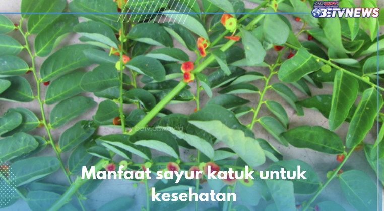 5 Manfaat Sayur Katuk untuk Kesehatan, Tingkatkan Produksi ASI Salah Satunya