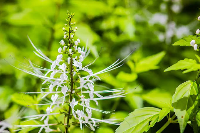 Kerap Diminum Sebagai Obat Herbal, Ketahui Efek Samping Kumis Kucing Jika Dikonsumsi Berlebihan