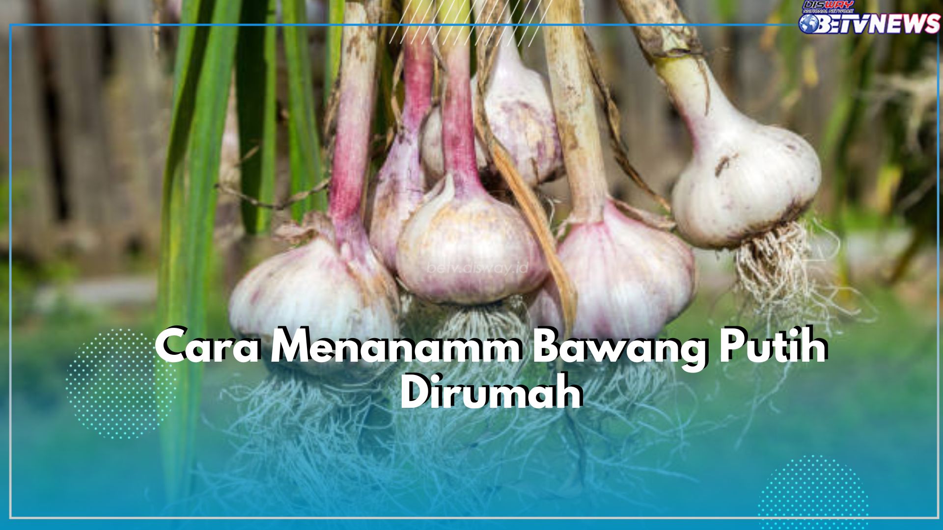 Jenis Bumbu Dapur Bawang Putih Dapat Ditanam Dirumah, Gimana Caranya? Simak Tekniknya Disini!