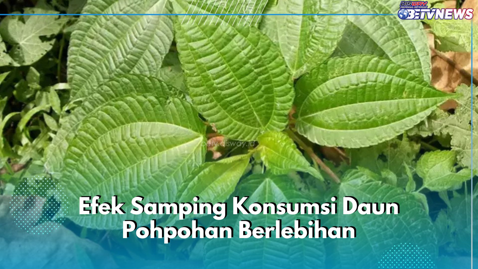 Awas! Ini 5 Efek Samping Konsumsi Daun Pohpohan Berlebihan, Bisa Pengaruhi Fungsi Ginjal