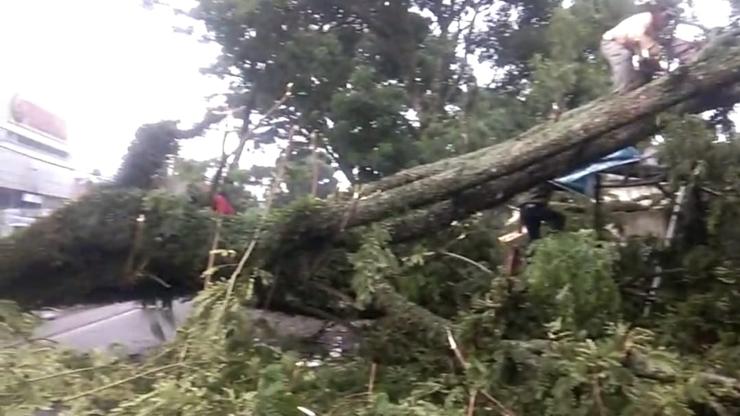 BREAKING NEWS: Pohon Berdiameter 1 Meter Tumbang di Pusat Kota Curup