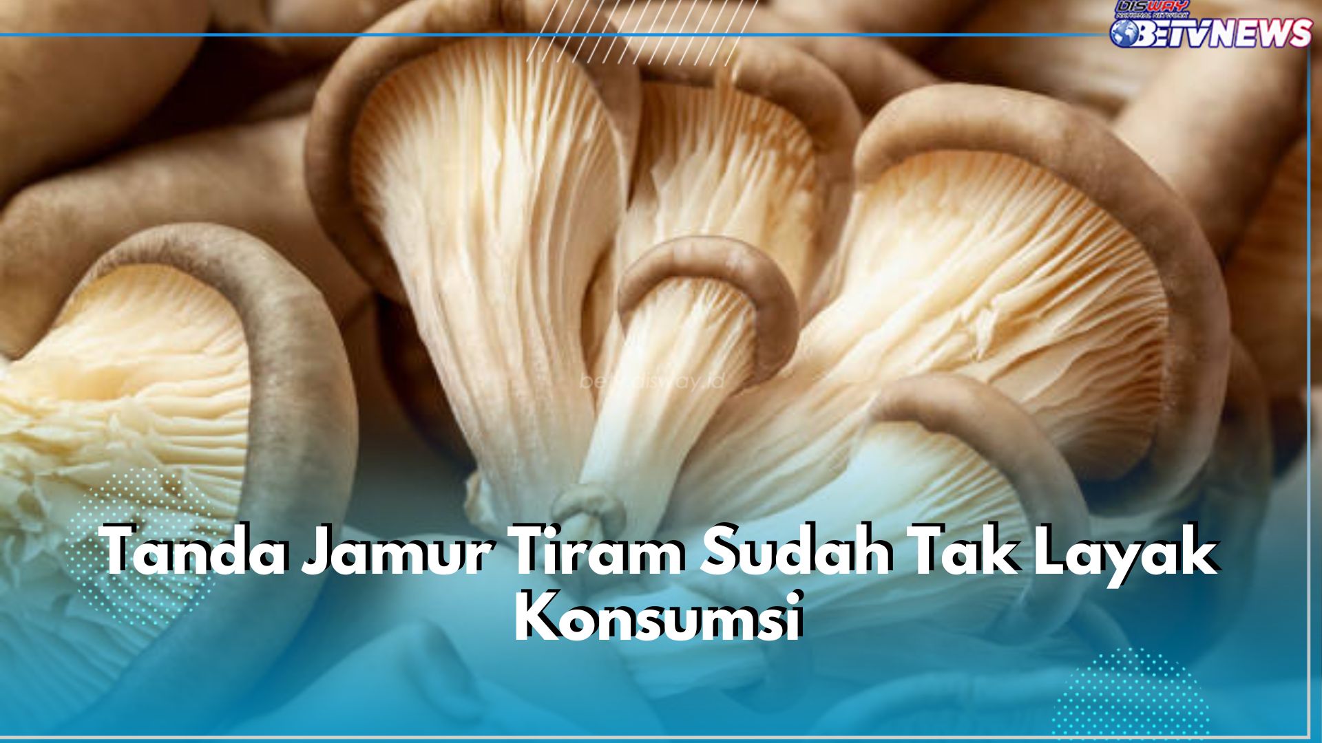 Jangan Konsumsi Jamur Tiram Jika Sudah Tunjukkan 5 Tanda Ini, Tak Layak Konsumsi, Bun!