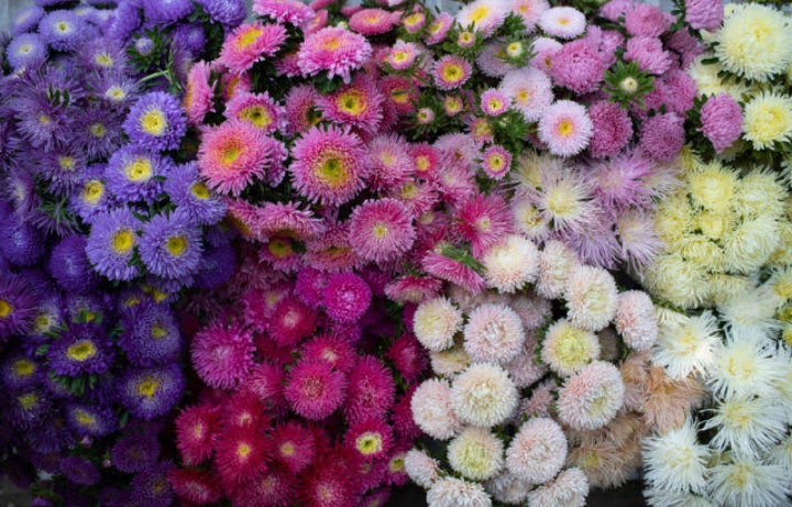 Sudah Tahu Belum? Ternyata Ini Arti Dibalik Ragam Warna Bunga Aster