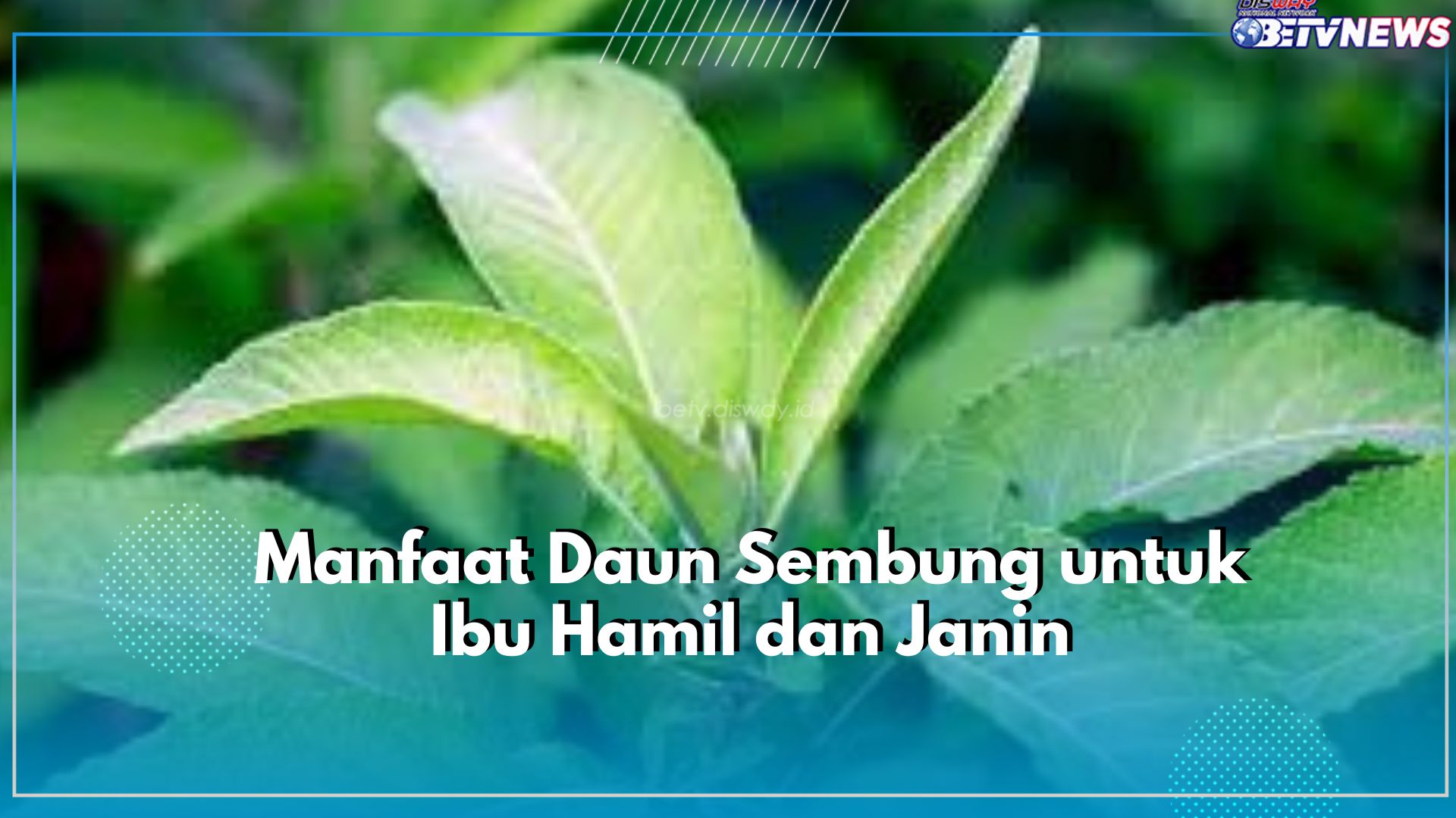Ketahui Segudang Manfaat Istimewa Daun Sembung untuk Ibu Hamil, Salah Satunya Menjaga Imun Tubuh 