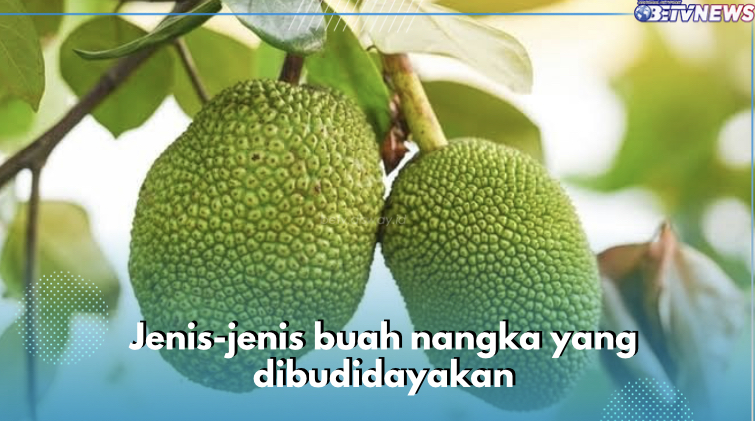 Belum Banyak yang Tahu, Ini 8 Jenis Buah Nangka yang Dibudidayakan, Mana Kesukaanmu?