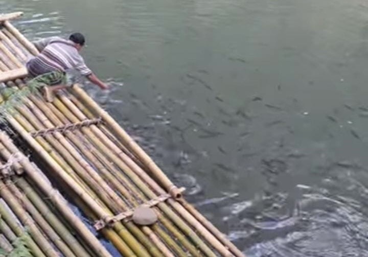 Puluhan Ribu Bibit Ikan yang Dilepas di Lubuk Larangan Desa Taba Lubuk Puding Kini Tumbuh Besar