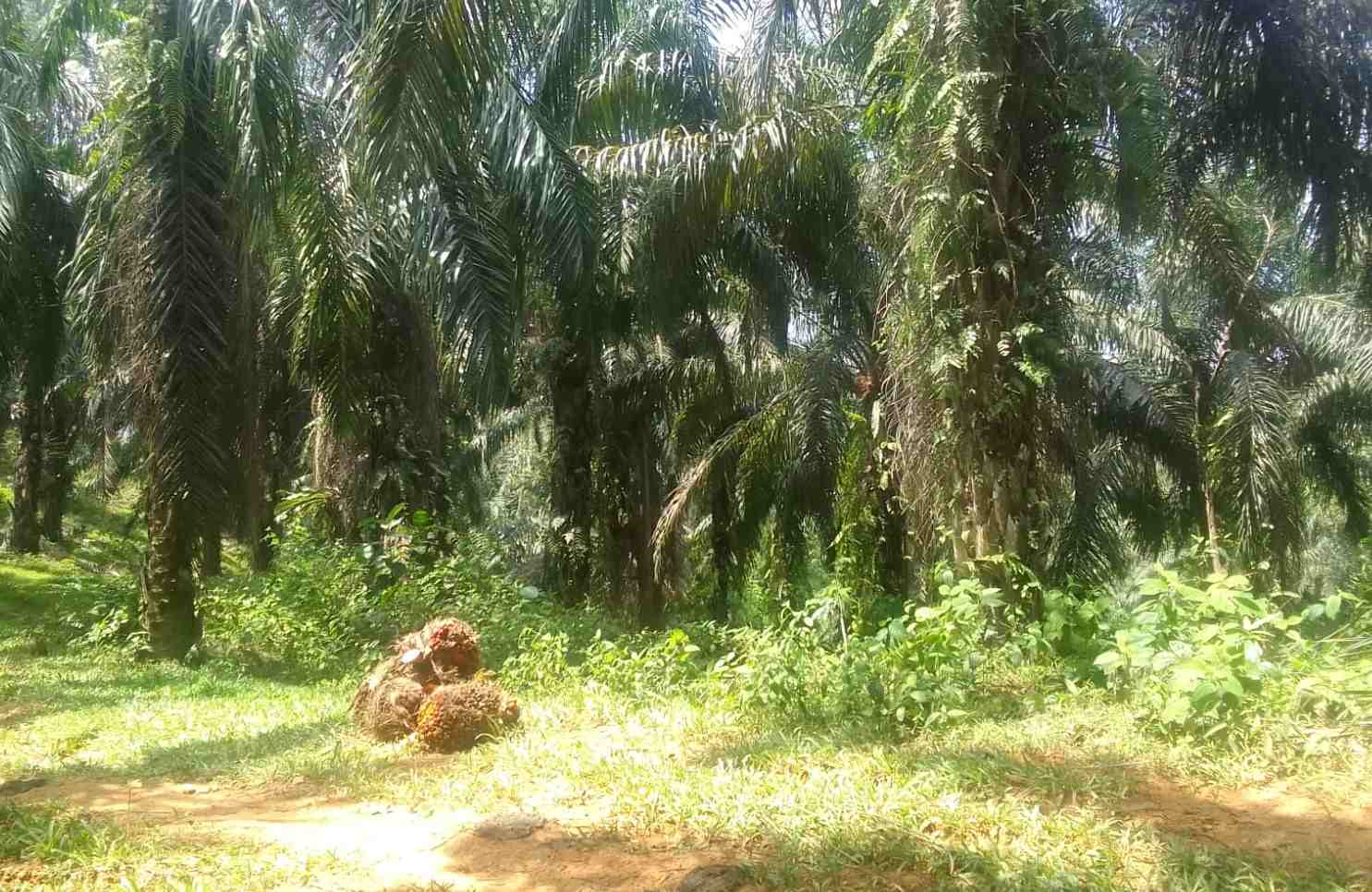 Musim Trek Berkepanjangan, Hasil Panen Petani Kelapa Sawit Turun 50 Persen