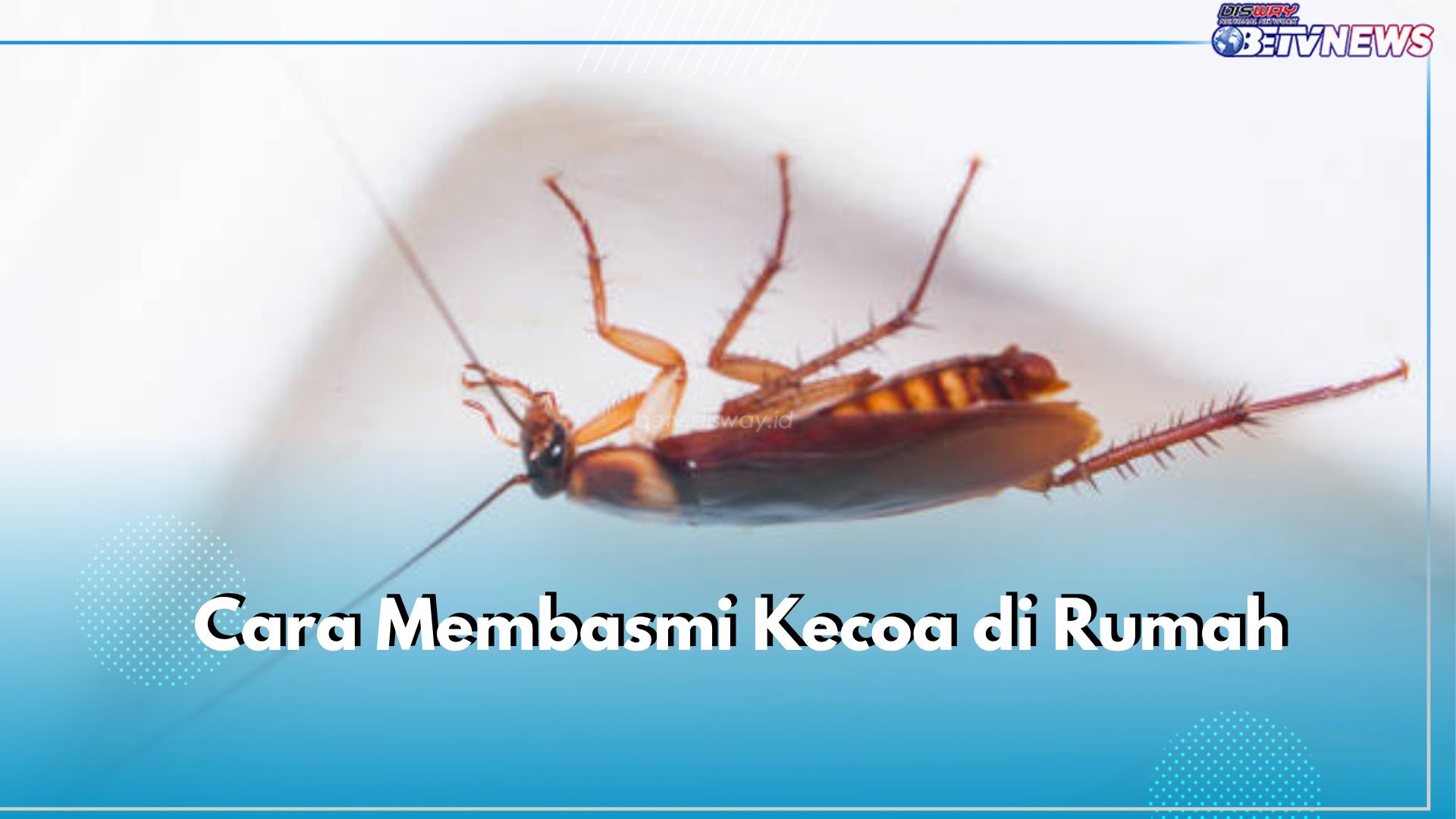 Kecoa Sering Muncul di Rumah? Ini 6 Cara Mudah untuk Membasminya