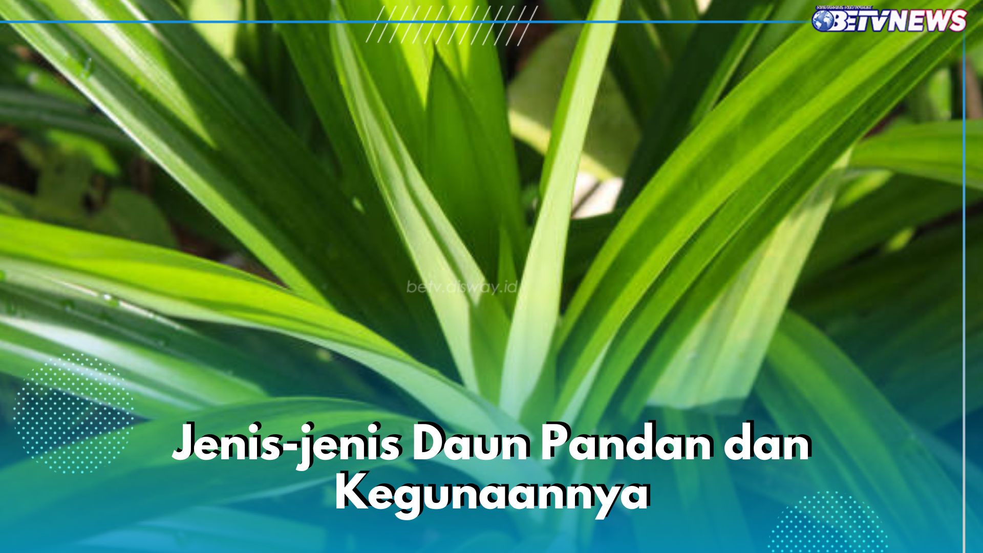 Pandan Wangi hingga Pandan Gajah, Kenali 5 Jenis Daun Pandan Ini dan Kegunaannya untuk Sehari-hari