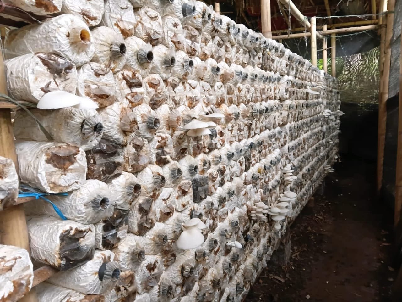 Lebih dari Satu Dekade, Usaha Jamur Tiram Kelurahan Bentiring Raup Omzet Jutaan Rupiah