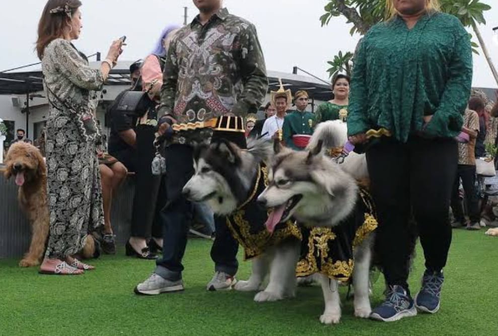Kontroversi Pernikahan Anjing Menggunakan Adat Jawa, Pemilik Berikan Klarifikasi