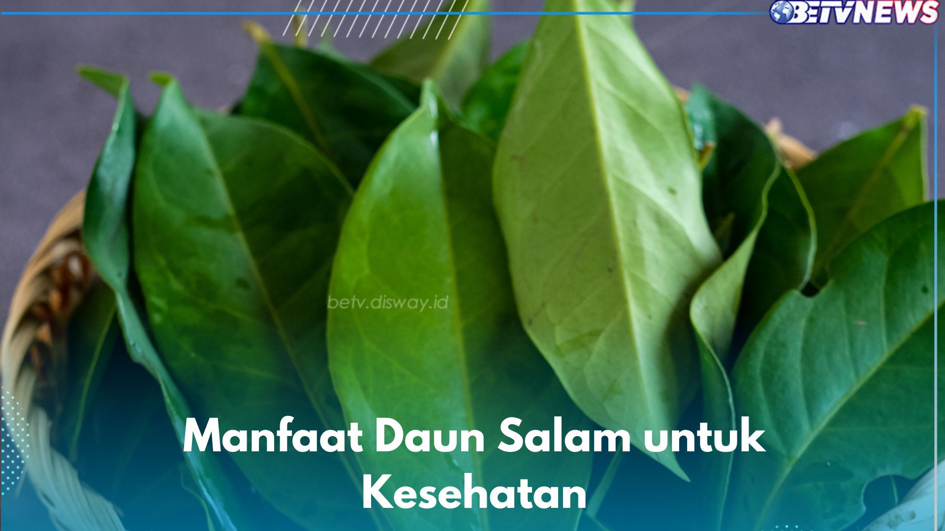 10 Manfaat Daun Salam yang Jarang Diketahui, Dipercaya Ampuh Mengatasi Sakit Perut