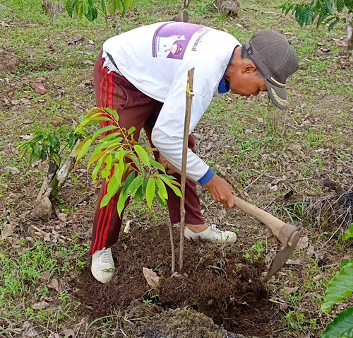 Menakar Dampak Rehabilitasi Hutan dan Lahan di Hutan Lindung Bukit Daun