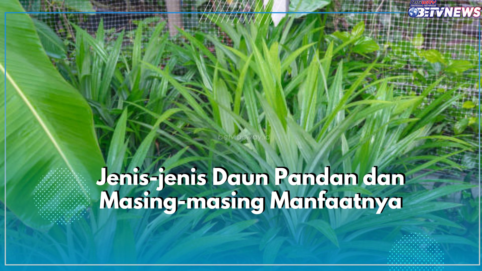 Serupa Tapi Tak Sama! Kenali Ragam Jenis Daun Pandan dan Masing-masing Manfaatnya