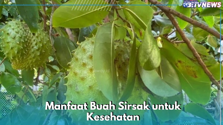 Menjaga Kesehatan Jantung, Ini Manfaat Buah Sirsak Sehari-hari, Cek di Sini!