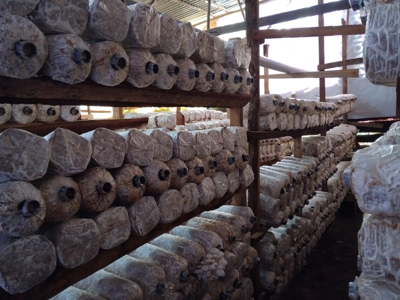 6 Tahun Tekuni Budidaya Jamur Tiram di Bengkulu, Harap Ada Dukungan Fasilitas dari Pemerintah