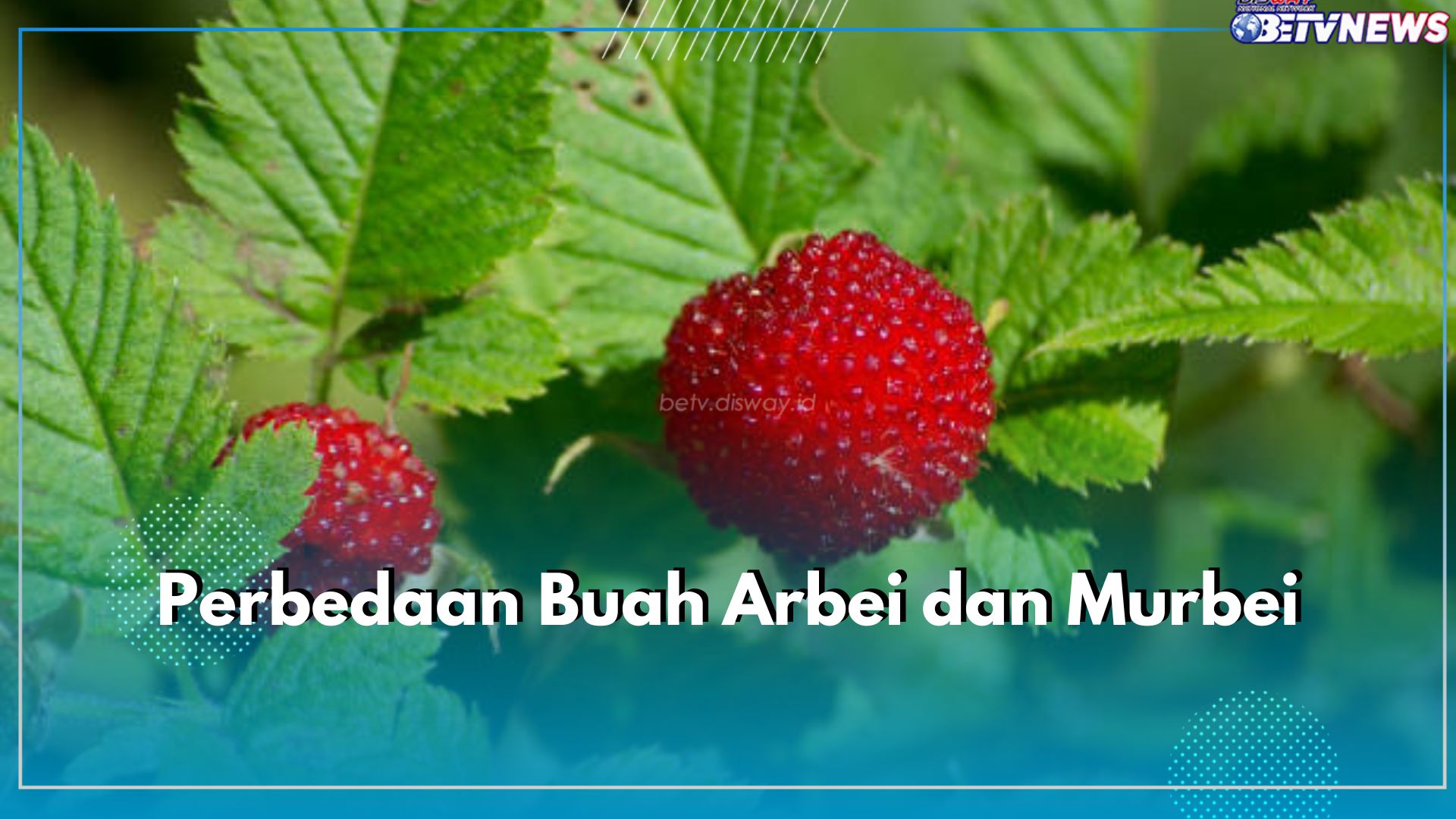 Terlihat Mirip, Ini 6 Perbedaan Buah Arbei dan Murbei yang Perlu Kamu Ketahui