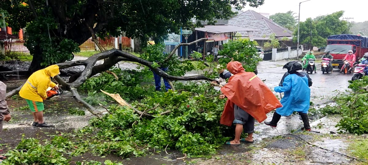 Waspada Cuaca Buruk, di Bengkulu Pohon Tumbang Timpa Mobil