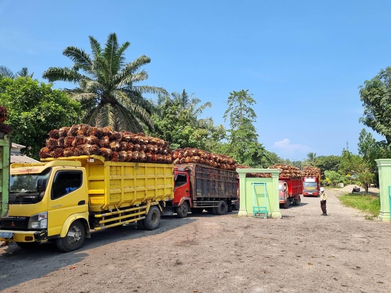 Harga TBS Jauh di Bawah Standar Provinsi, DPRD Bengkulu Selatan Desak Pemkab Panggil Seluruh PKS