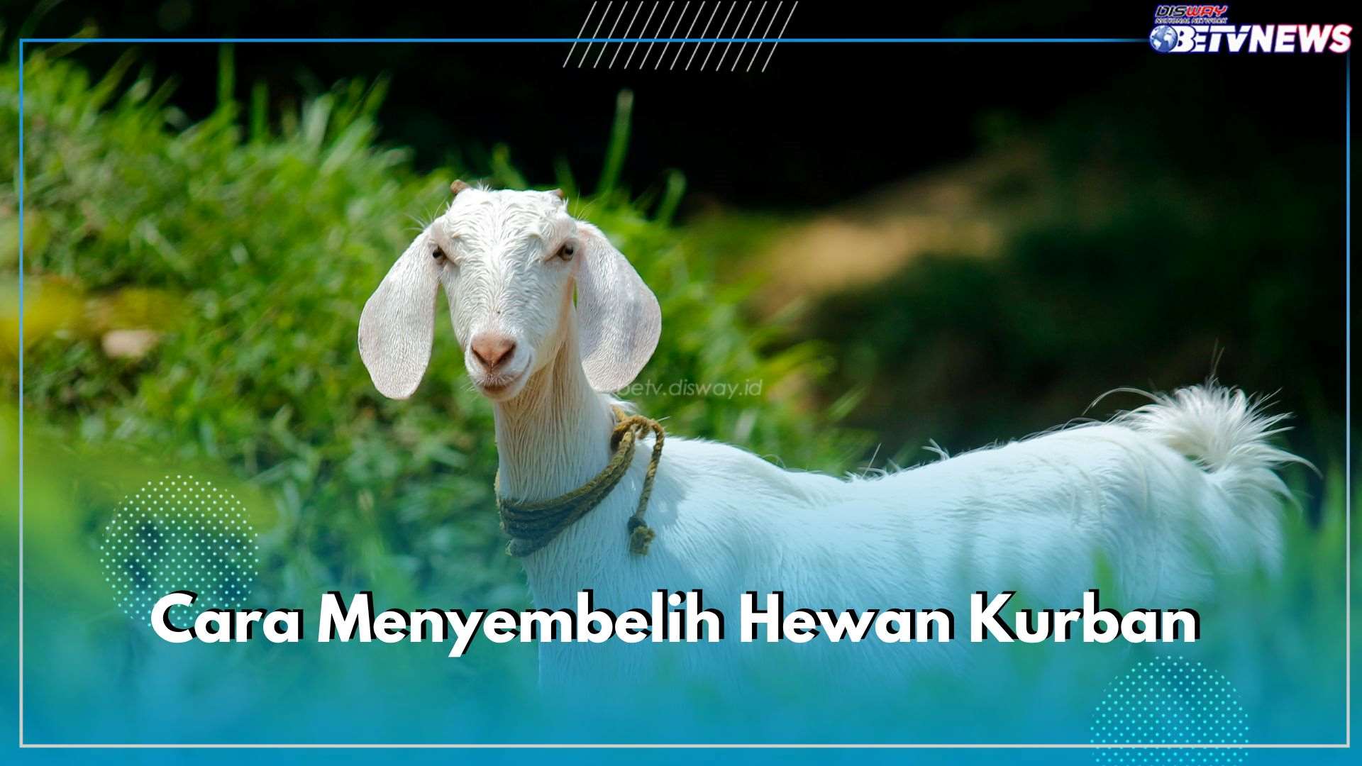 Begini Cara Menyembelih Hewan Kurban di Hari Raya Idul Adha