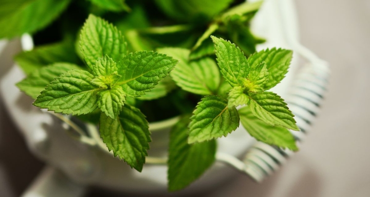 Ada 6 Manfaat Penggunaan Daun Mint untuk Kecantikan Kulit, Cek Disini!