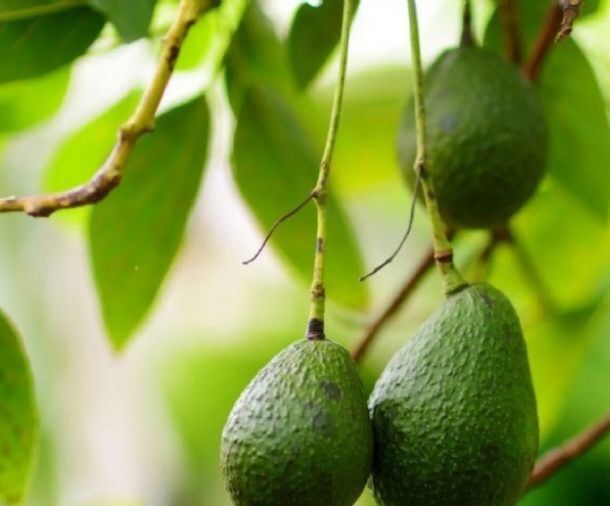 7 Manfaat Daun Alpukat untuk Kesehatan, Kamu Perlu Tahu!