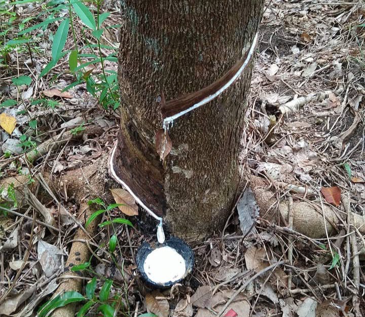 Harga Karet di Provinsi Bengkulu Masih Stabil: Karet Kering Rp13.500, Basah Rp13.000