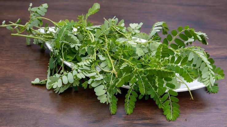 Manfaatkan Daun Meniran Menjadi 6 Produk Olahan Ini, Salah Satunya Obat Tradisional