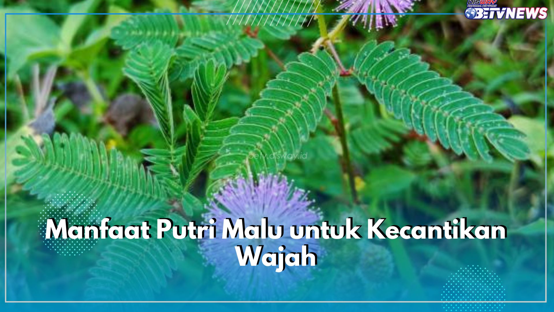 Mampu Menyamarkan Bekas Jerawat dan Flek Hitam, Cek Manfaat Putri Malu untuk Kecantikan Wajah