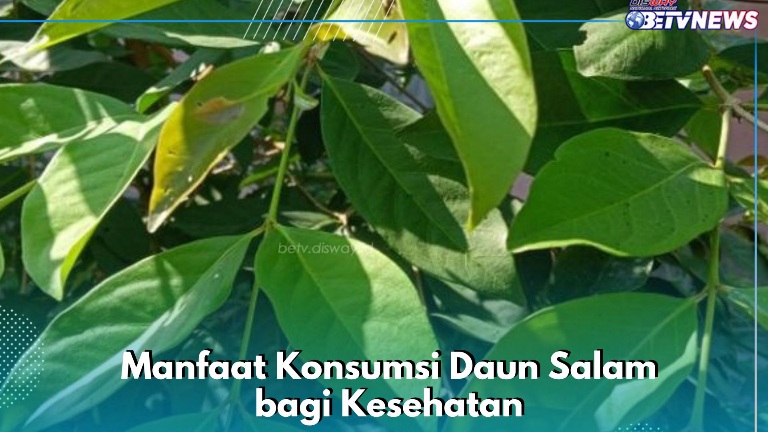 Ampuh Menurunkan Kolesterol, Ini Manfaat Konsumsi Daun Salam, Kesehatan Tubuh Makin Membaik