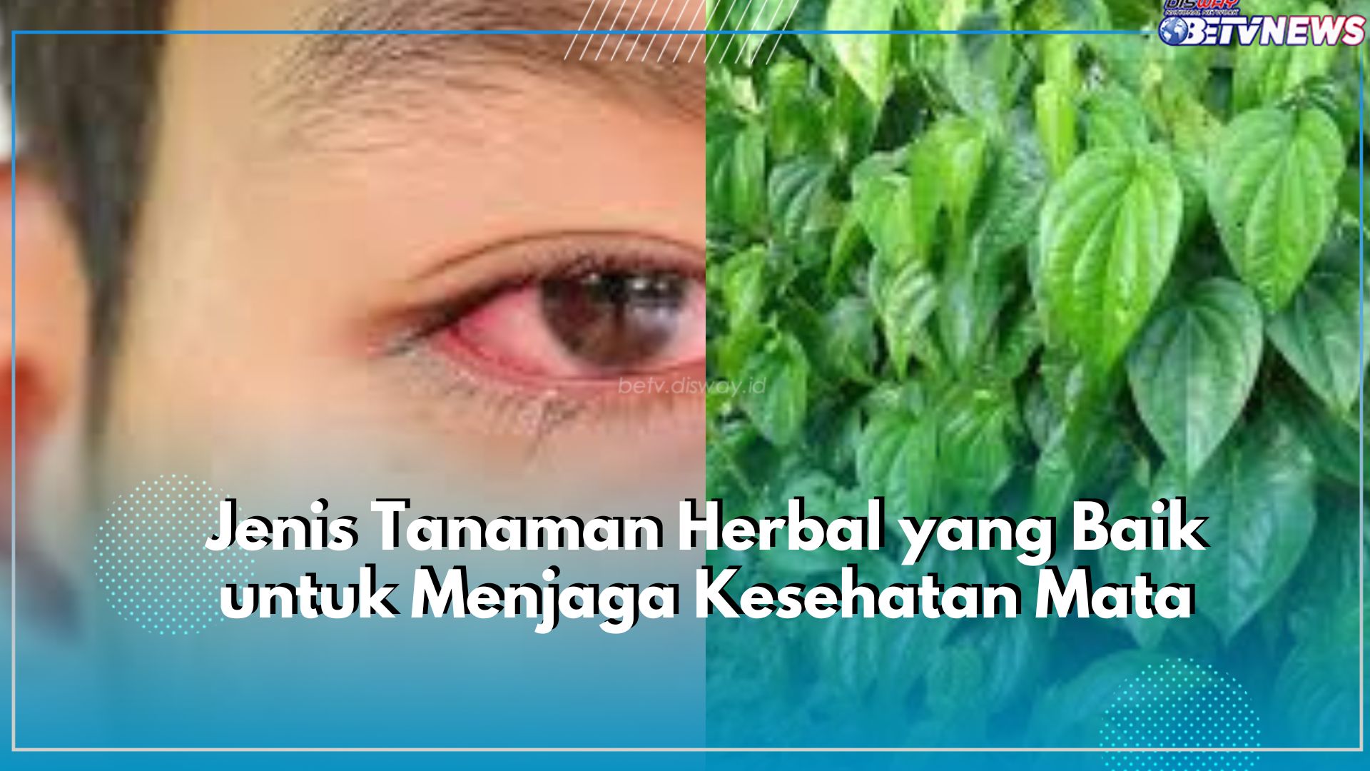 Daun Sirih hingga Goldenseal Dipercaya Ampuh Menjaga Kesehatan Mata, Cek Rekomendasi Tanaman Herbal Lainnya!