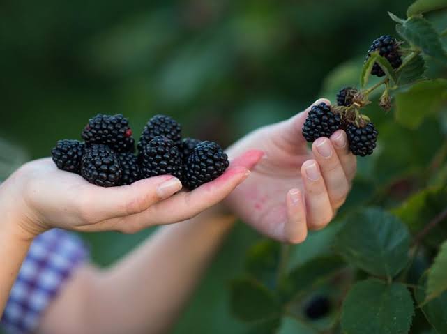 Buah Murbei Punya Rasa Sedikit Asam, Waspada Terhadap Efek Samping yang Muncul Jika Dikonsumsi Berlebihan