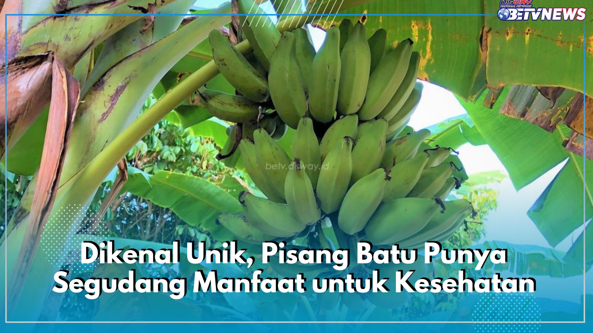 Dikenal Unik, Pisang Batu Punya Segudang Manfaat untuk Kesehatan, Cek di Sini!