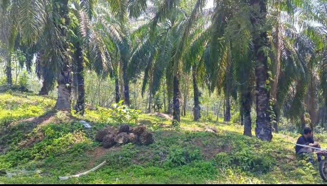 Aksi Ninja Sawit Marak di Seluma Barat, Warga Merugi hingga Jutaan Rupiah