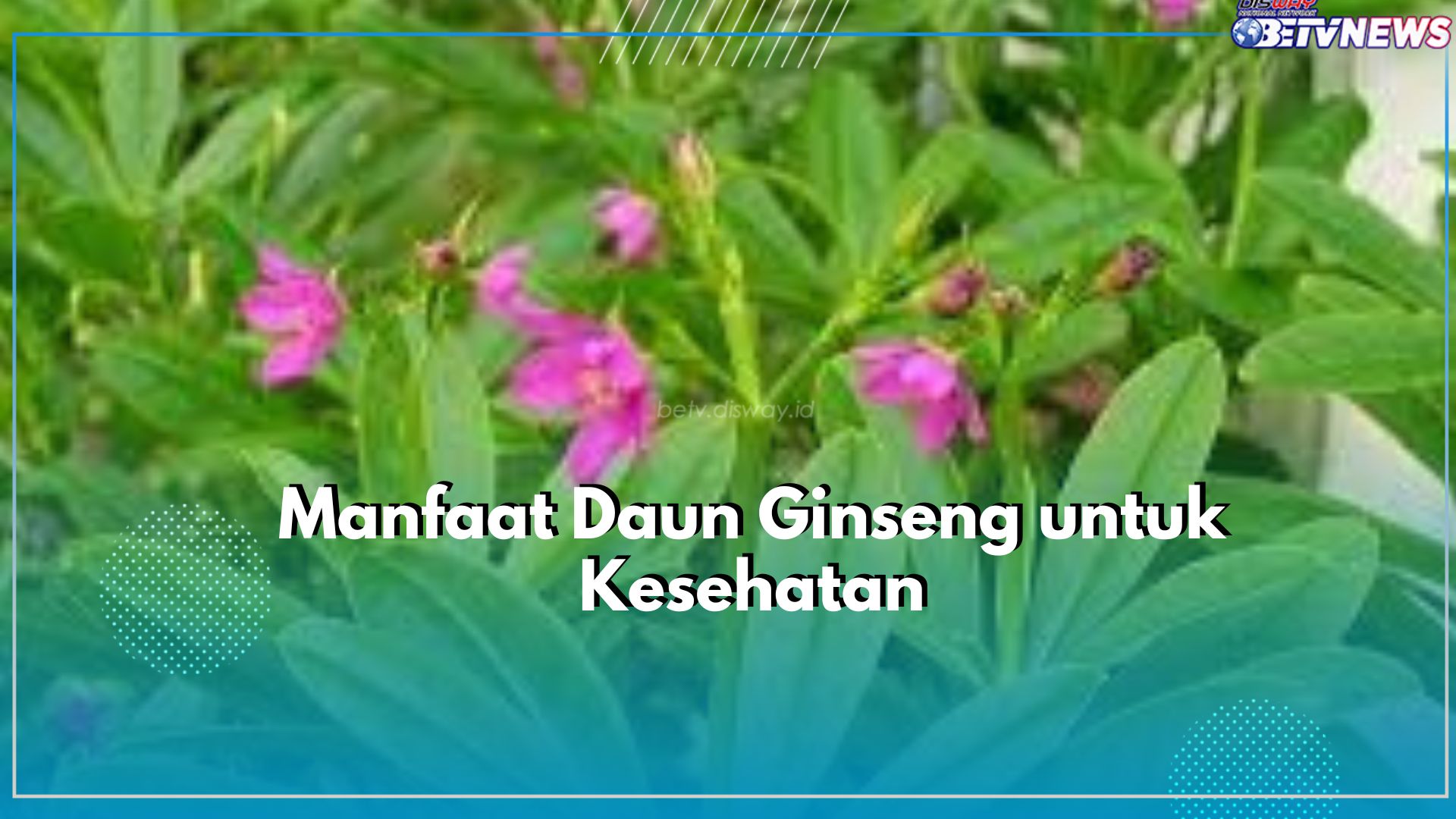 Daun Ginseng Tawarkan Manfaat Terbaik untuk Menjaga Kesehatan, Apa Saja? Cek Disini!