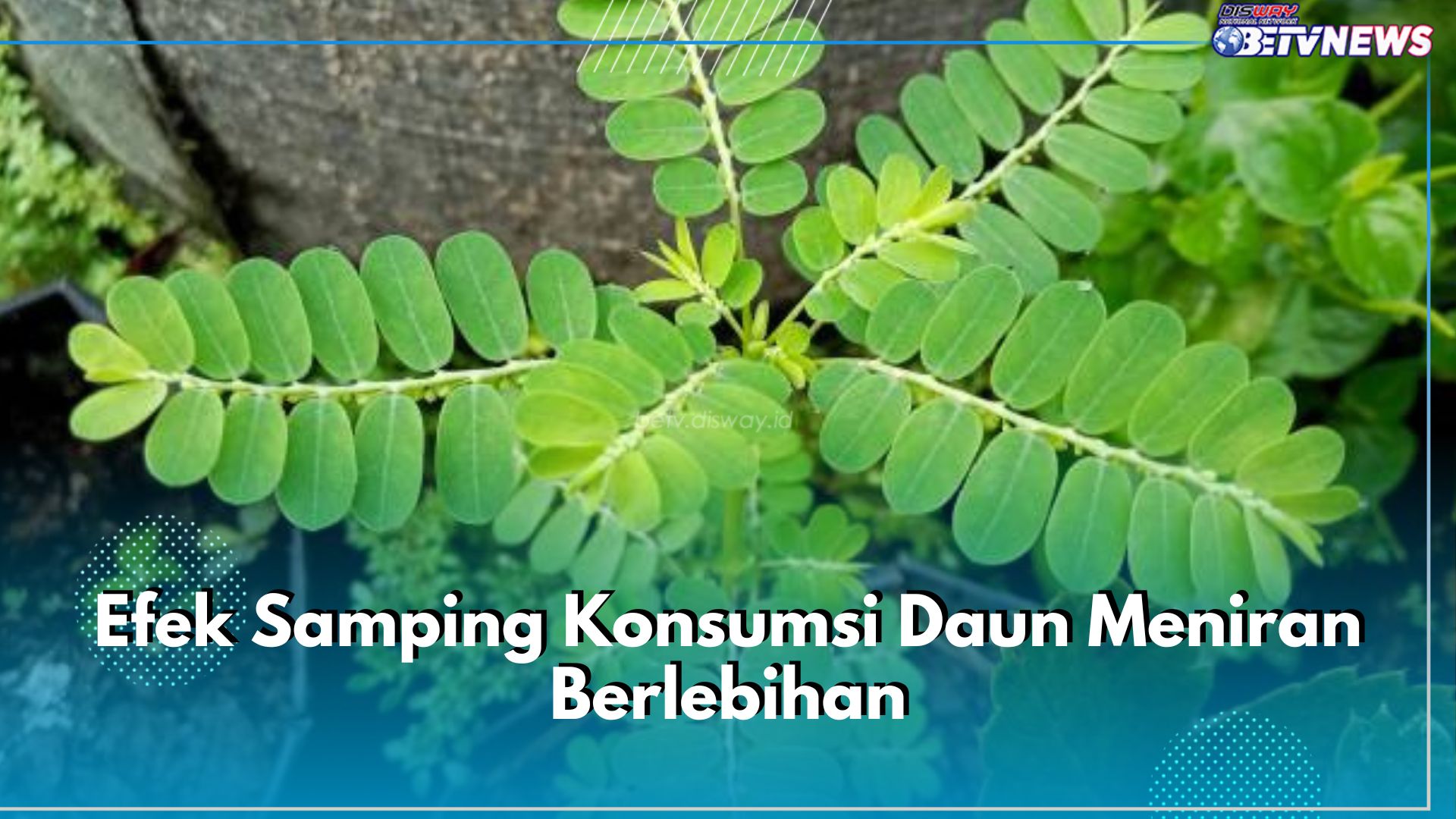 Waspadai 6 Efek Samping Konsumsi Daun Meniran Berlebihan Ini, Bisa Sebabkan Gangguan Pencernaan