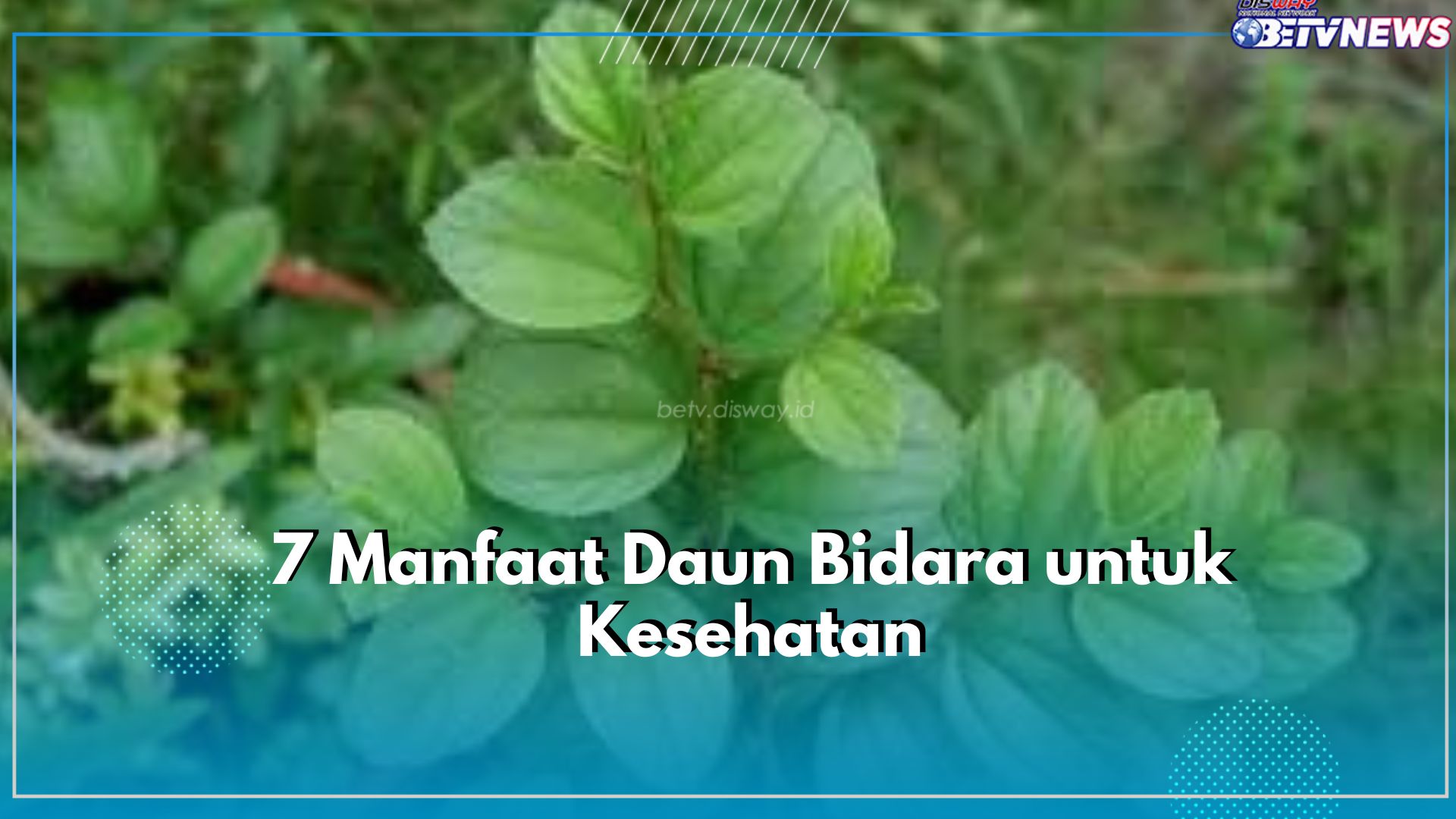 Kerap Dijadikan Sebagai Bahan Obat Tradisional, Inilah 7 Manfaat Daun Bidara untuk Kesehatan
