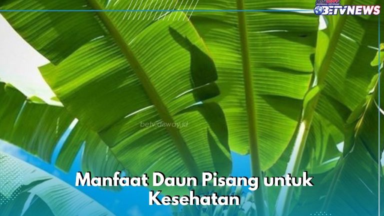 Manfaat Lain Daun Pisang yang Sayang Dilewatkan, Ampuh Menurunkan Risiko Keracunan